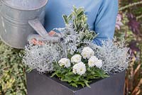 Step by step White and Silver container with Euonymus, White Chrysanthemum, Calocephalus and Cineraria maritima