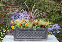 Autumn Winter trough with Red Cordyline, Variegated Carex and Orange Viola - The finished container 