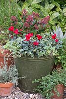 Step by step red and green winter container with Skimmia japonica 'Rubella' Red Cyclamen and trailing Hedera