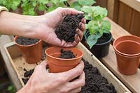 Step by step - Taking cuttings from Fuchsia - potting on rooted cuttings