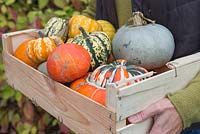 Harvested pumpkins and gourds