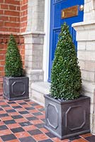 Step by step planting Buxus sempervirens - cone shaped topiary in lead style containers to decorate entranceway