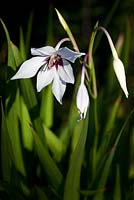 Gladiolus murielae - Acidanthera - butterfly orchid