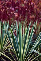 Yucca filamentosa 'Bright Edge' and Cornus alba 'Sibirica' in the background