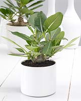 Pachypodium baronii in white container - houseplant 