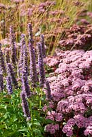 Late summer border with Agastache 'Blue Fortune' and Sedum matrona - RHS Wisley 