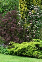 Clematis 'Broughton Star' climbing through Taxus baccata, Juniperus horizontalis, Cotinus coggygria 'Notcutt's Variety' - Sallowfield Cottage B&B, Norfolk