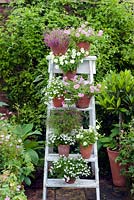 Pink and white flower container display on ladder - gypsophilia, petunias and lobelia