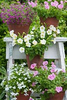Pink and white flower container display on ladder - gypsophilia, petunias and lobelia
