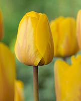 Tulipa 'Holland Emotions'