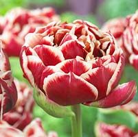 Tulipa 'Starline'