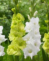 Gladiolus 'Green Star' and 'Essential'