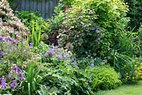 Mixed border in back garden including Geranium magnificum, Astrantia, Allium 'Purple Sensation' seedheads, Rosa and Cistus - The Lizard, Wymondham, Norfolk