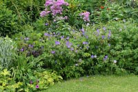 Mixed border in the front garden with Geranium 'Brookside', Lychnis, Eupatorium and Lilium - The Lizard, Wymondham, Norfolk
