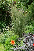 Variegated ornamental grass in mixed border - The Lizard, Wymondham, Norfolk