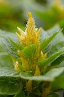 Celosia spicata 'Kosmo Yellow'