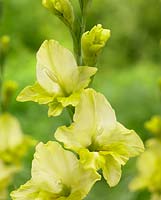 Gladiolus nanus 'Irish Gold'