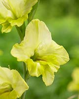Gladiolus nanus 'Irish Gold'