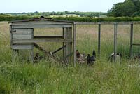 Chickens in a hen house in a field with long grass at Wood Farm, June