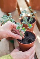step by step - taking Pelargonium sidoides  cuttings and repotting - placing new cutting into pot 