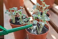 step by step - taking Pelargonium sidoides  cuttings and repotting - watering newly planted cuttings