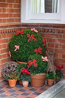 step by step - creating decorative winter display - Group of topiary and plants in containers with decorative bows and fairy lights 