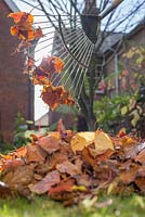 Step by step raking and collecting autumn leaves