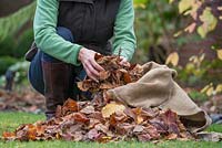 Step by step raking and collecting autumn leaves