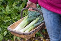 Step by step growing Leek 'Musselburgh' - woman holding freshly harvested trug of leeks 