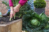 Step by step growing Cabbage 'Savoy Estoril F1' - Harvesting - Woman pulling up mature cabbages 