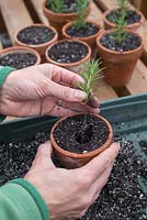 Step by step - Taking rosemary cuttings - re-potting