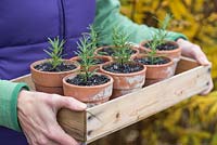 Step by step Rosemary cuttings - Woman holding tray of newly planted rosemary cuttings 