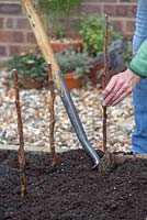 Planting Bare Root Raspberry 'Glen Magna'