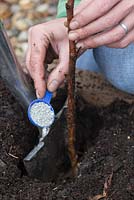 Planting Bare Root Raspberry 'Glen Magna' - adding plant food 