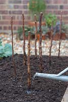 Planting Bare Root Raspberry 'Glen Magna' - watering 