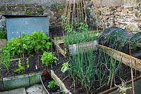 Small veg growing area in the end section of the garden - Bude Street, Appledore, Devon, UK