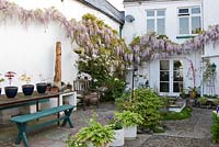 Courtyard garden by the house features a Wistera x formosa and a formal pond - Bude Street, Appledore, Devon, UK