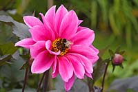Dahlia 'Fascination' with Bumble Bee - Chenies Manor Gardens, Buckinghamshire, UK