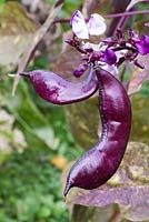 Dolichos lablab - Hyacinth bean, Andrea Bregar, Living with herbs 
