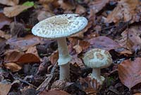 Amanita citrinum - false deathcap fungi on woodland floor