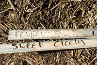 Wooden plant markers for Fennel and Sweet Cicely on straw bale