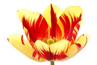 Tulipa 'Helmar' - Tulip Triumph Group 