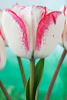 Tulipa 'Denise', Triumph Group 