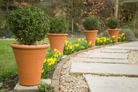 Clipped box in terracotta pots and Narcissus Tete-a-Tete lining stone path. Buxus sempervivens