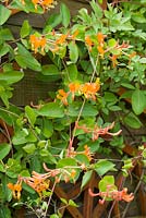 Lonicera 'Mandarin' - Honeysuckle