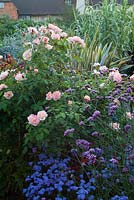 Rosa 'Chanelle' in the exotic garden at Great Dixter with Ageratum houstoniarum 'Blue Horizon' and Verbena bonariensis