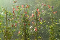 Sweet peas and cobwebs backlit on a misty autumn morning