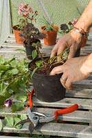 Potting up a fuchsia to overwinter in a greenhouse