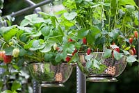 Strawberry hanging basket in a recycled colander