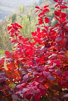 Cotinus 'Grace' in autumn colour. Smoke bush